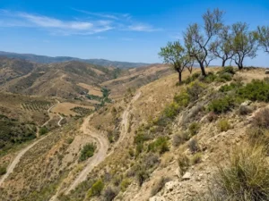 Paisaje montañoso y laderas secas con olivos y árboles dispersos