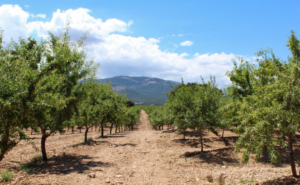 Filas de árboles frutales en una finca rústica con montañas al fondo