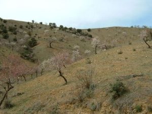 parcela de 81.500 metros en las higueras. lorca - fotografía 1