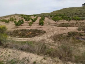 Finca a 3km del pantano de puentes en Lorca - fotografía 2