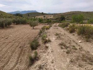 Finca a 3km del pantano de puentes en Lorca - fotografía 3