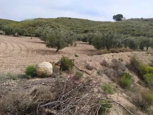 Finca a 3km del pantano de puentes en Lorca - fotografía 4