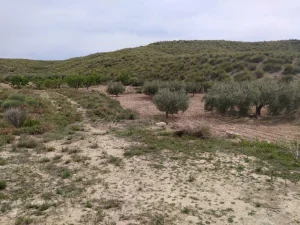 Finca a 3km del pantano de puentes en Lorca - fotografía 6