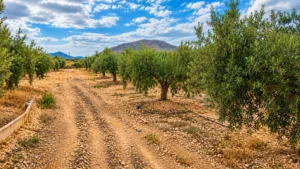 Camino de tierra entre hileras de olivos y montañas al fondo