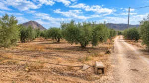 Olivar en terreno rústico con camino de tierra, tubería de riego y montañas al fondo