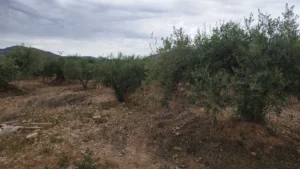 Finca rústica con olivar, nave y agua de riego en La Paca - fotografía 3