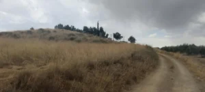 Finca rústica con olivar, nave y agua de riego en La Paca - fotografía 13