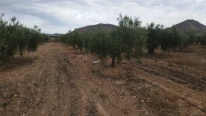 Finca rústica con olivar, nave y agua de riego en La Paca - fotografía 4