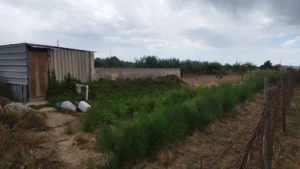 Finca rústica con olivar, nave y agua de riego en La Paca - fotografía 15