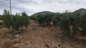 Finca rústica con olivar, nave y agua de riego en La Paca - fotografía 2
