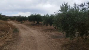 Finca rústica con olivar, nave y agua de riego en La Paca - fotografía 5