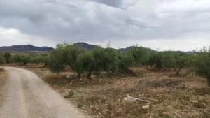 Finca rústica con olivar, nave y agua de riego en La Paca - fotografía 8