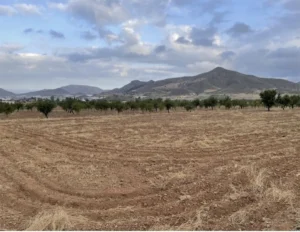 Terreno agrícola llano con hileras de árboles y montañas al fondo en Morata, Lorca