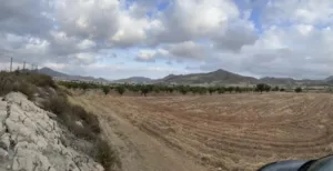 Terreno agrícola llano con hileras de árboles, montañas al fondo y cielo nublado