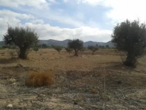 Terreno rústico con olivos y montañas al fondo en Purias, Lorca
