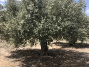 Olivo de gran tamaño en un terreno rural con suelo seco y otros árboles al fondo