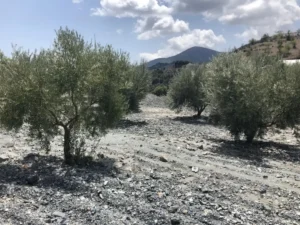 Almendros en un terreno pedregoso con montañas al fondo en La Cegarra