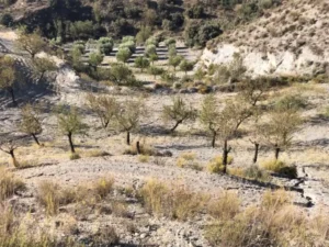 Almendros plantados en terrazas sobre una ladera de terreno rústico