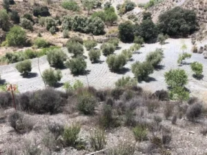 Finca rústica con hileras de almendros jóvenes en un terreno seco y accidentado