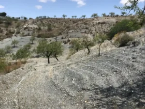 Terreno rústico con almendros dispersos en una ladera seca y pedregosa