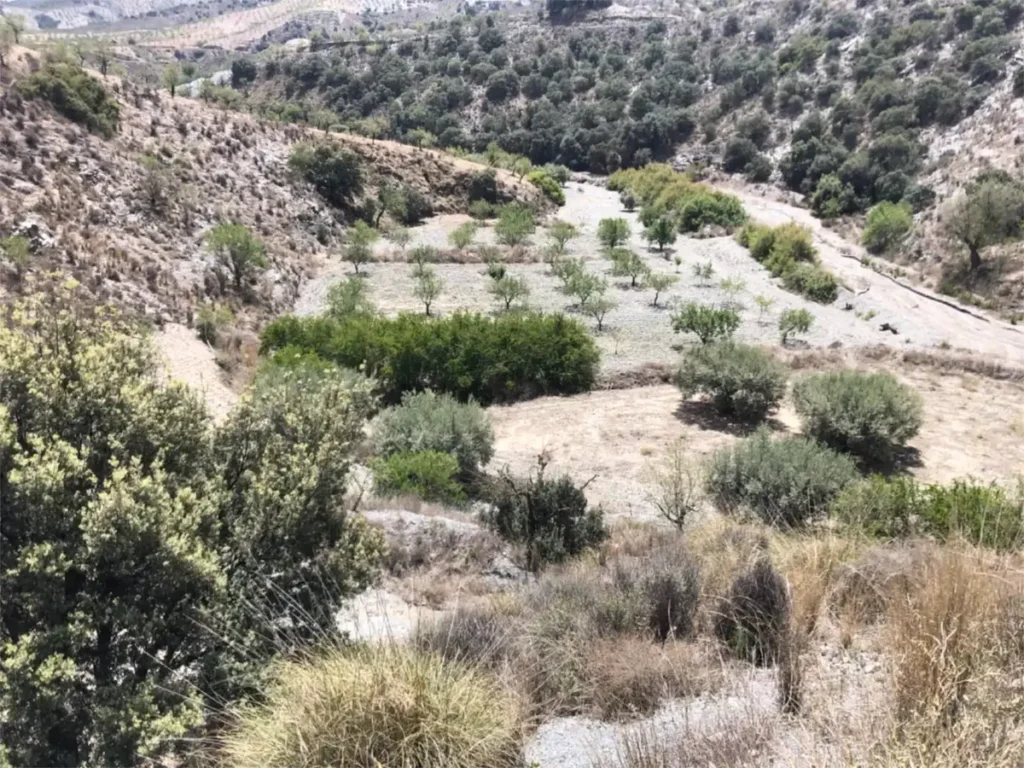 Finca rústica de 45.000 m² con almendros en producción en La Cegarra