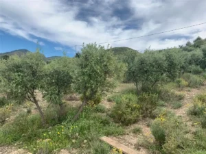 Terreno rústico con olivos, vegetación silvestre y montañas al fondo en Aguaderas, Lorca