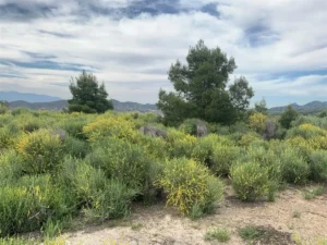 Vegetación silvestre y pinos en un paisaje rural de Aguaderas, Lorca